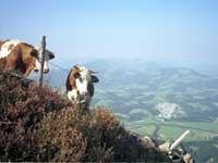 Kitzb�hel, Austria