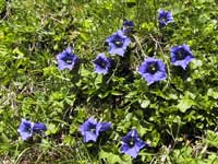 Grindelwald, Switzerland Grindelwald, Switzerland