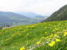 Alpbach Flora