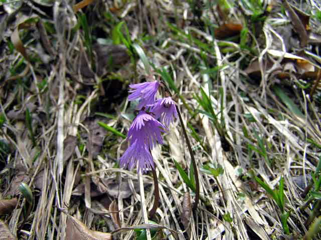 Alpbach Flora