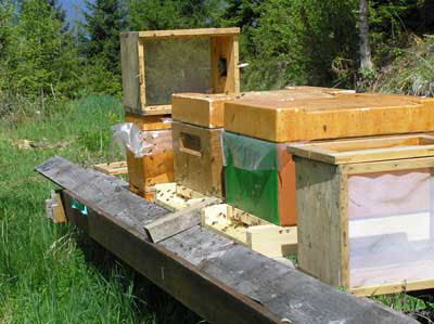 [4] Bee hives