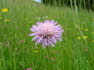 Alpbach Flora