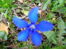 Alpbach Flora