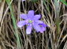 Alpbach Flora