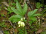 Alpbach Flora