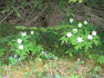 Alpbach Flora