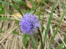 Alpbach Flora