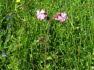 Alpbach Flora