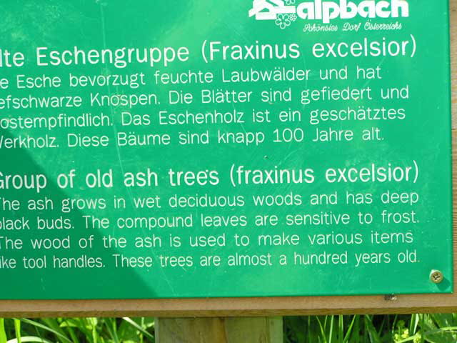 Alpbach Flora