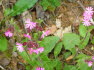 Alpbach Flora